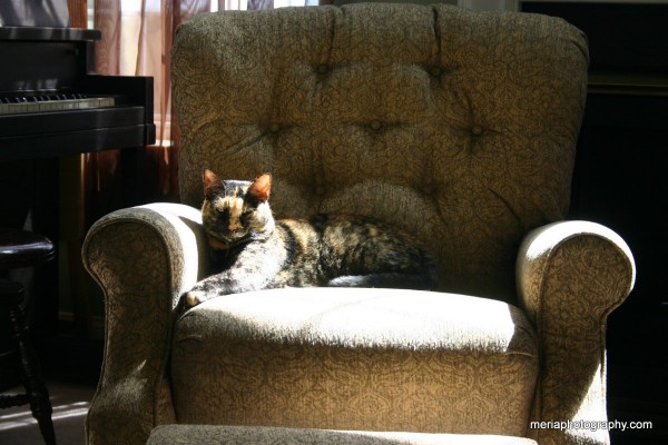 2014-08-15_Tiger on my recliner