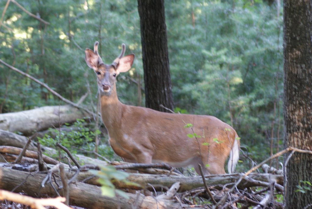 PAPerrys - Shenandoah River