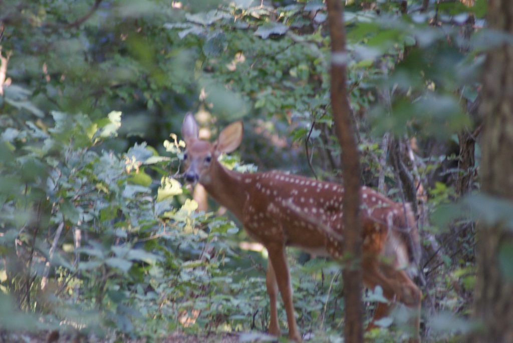 PAPerrys - Shenandoah River