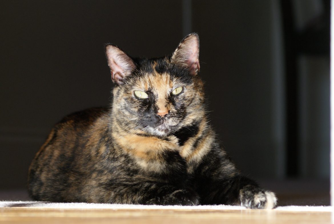 Kitty McFritty… miss u much.