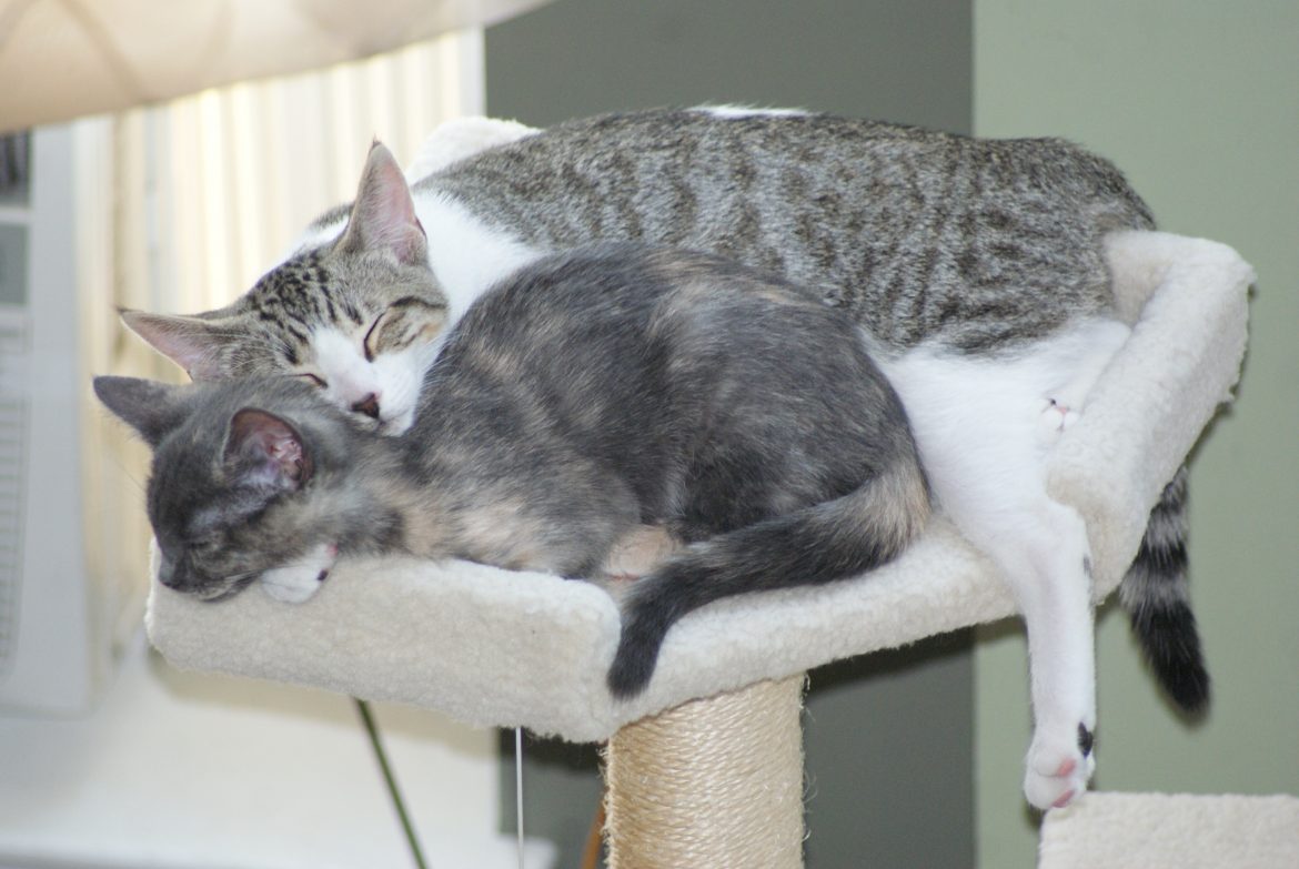 Welcome to the family, Mia & Luna (and Joe?)!