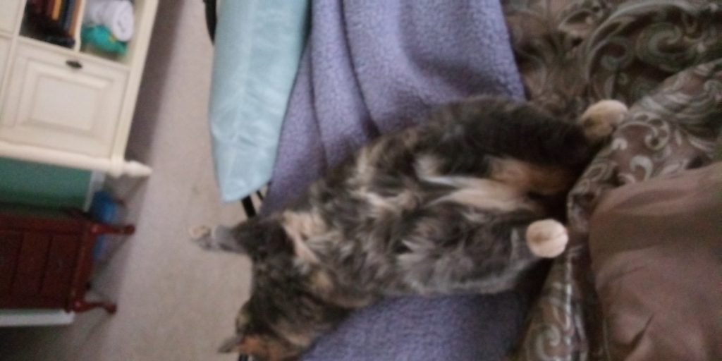 Luna sleeping in my bed