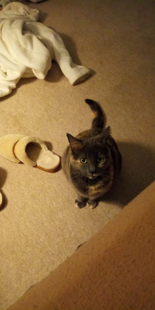 Luna sitting on the floor waiting to be invited onto Maries bed
